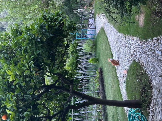 Roupakias 8